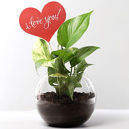 Money Plant with I Love You Tag
