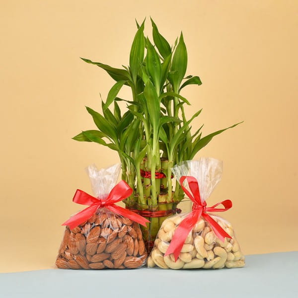 Lucky Bamboo and Dry fruits