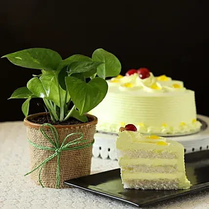Butterscotch Cake With Money plant