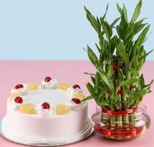Butterscotch Cake N Three Layer Bamboo plant