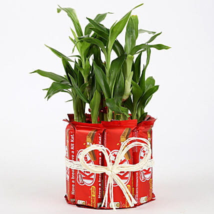 Lucky Bamboo N Kit Kat Chocolates