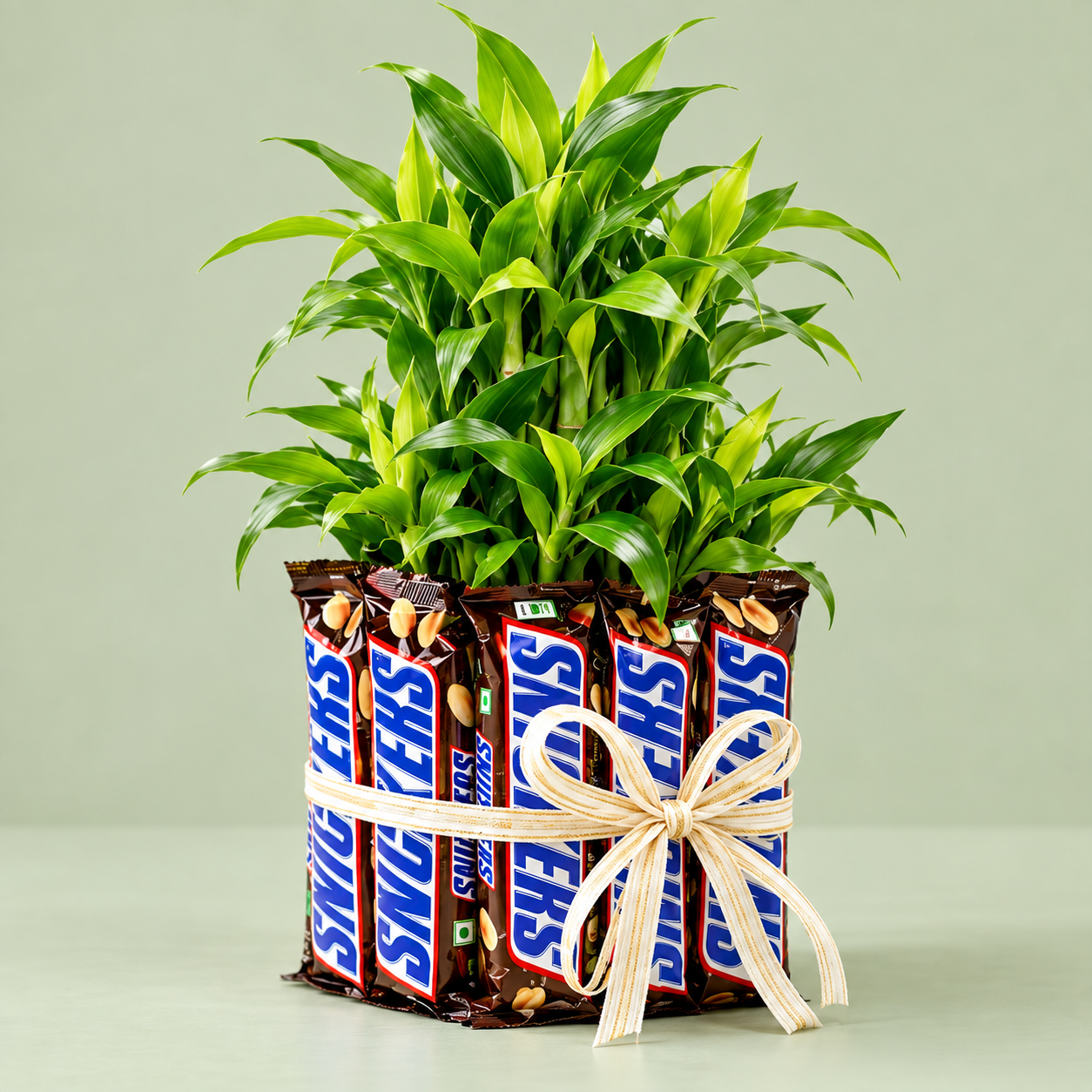 2 Layer Lucky Bamboo With Snickers
